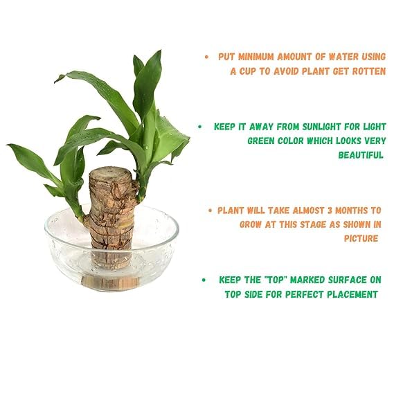 Brazilian Lucky Bamboo Live Plant | Good Luck Plant | Lucky Brazil Wood Plant | Healthy Indoor Feng Shui Plant For Home Decor and Office