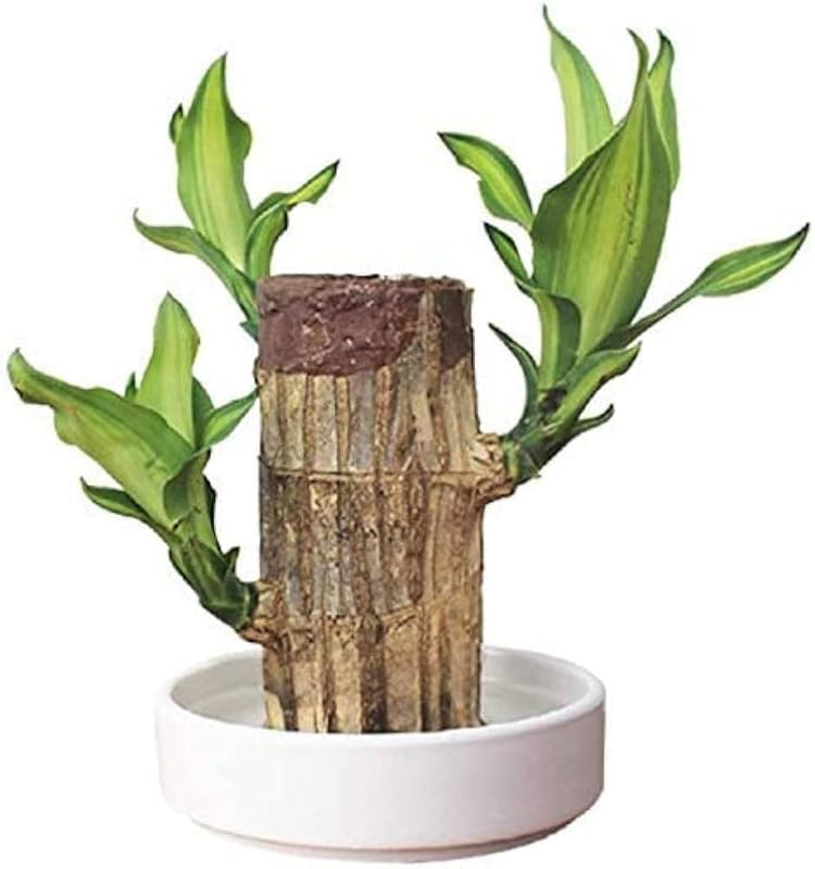 Brazilian Lucky Bamboo Live Plant | Good Luck Plant | Lucky Brazil Wood Plant | Healthy Indoor Feng Shui Plant For Home Decor and Office