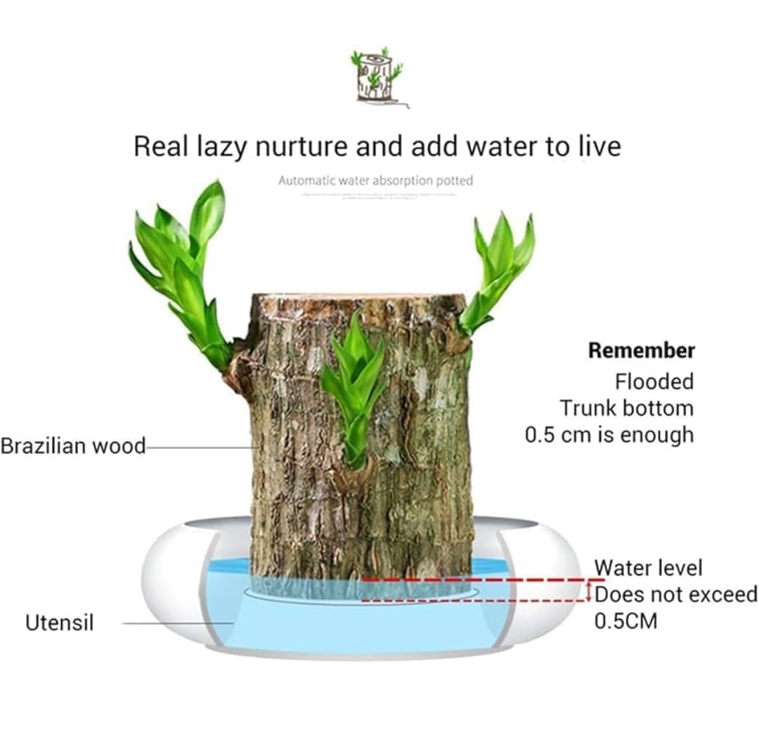 Brazilian Lucky Bamboo Live Plant | Good Luck Plant | Lucky Brazil Wood Plant | Healthy Indoor Feng Shui Plant For Home Decor and Office