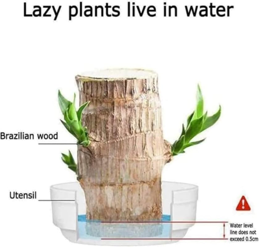 Brazilian Lucky Bamboo Live Plant | Good Luck Plant | Lucky Brazil Wood Plant | Healthy Indoor Feng Shui Plant For Home Decor and Office