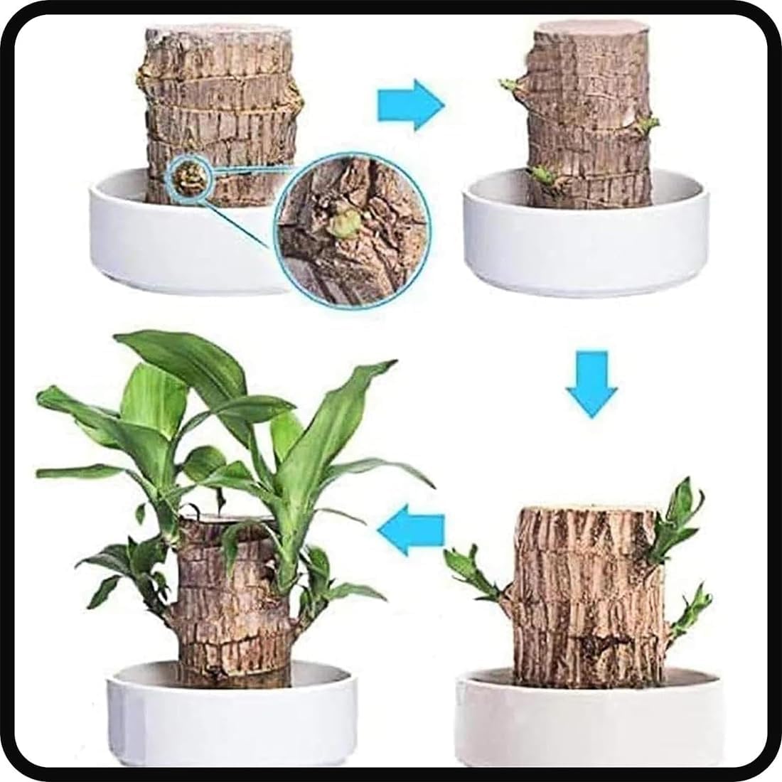 Brazilian Lucky Bamboo Live Plant | Good Luck Plant | Lucky Brazil Wood Plant | Healthy Indoor Feng Shui Plant For Home Decor and Office