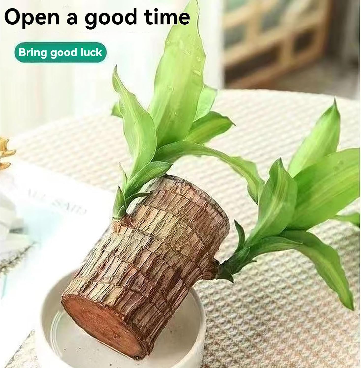 Brazilian Lucky Bamboo Live Plant | Good Luck Plant | Lucky Brazil Wood Plant | Healthy Indoor Feng Shui Plant For Home Decor and Office