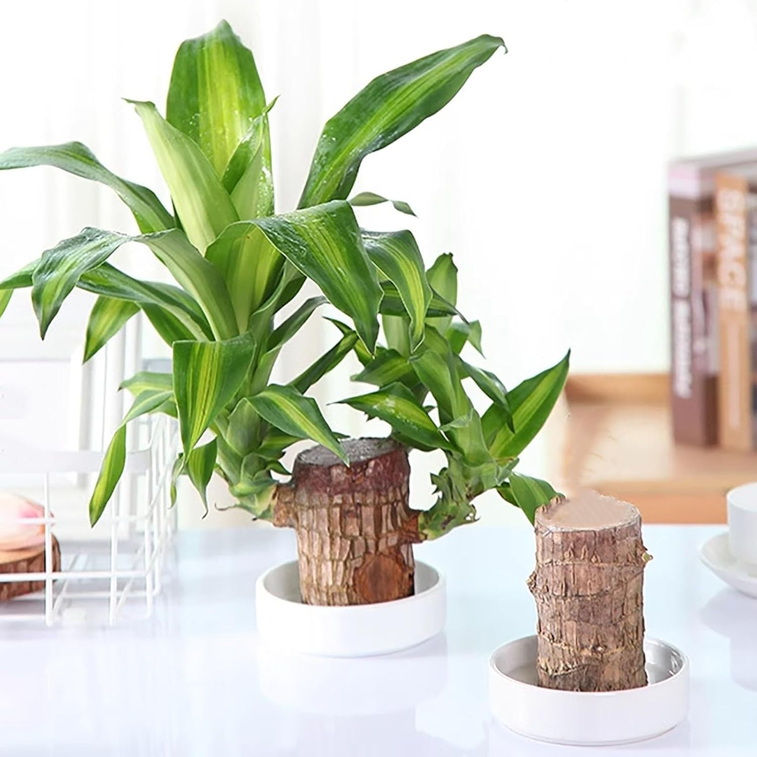 Brazilian Lucky Bamboo Live Plant | Good Luck Plant | Lucky Brazil Wood Plant | Healthy Indoor Feng Shui Plant For Home Decor and Office