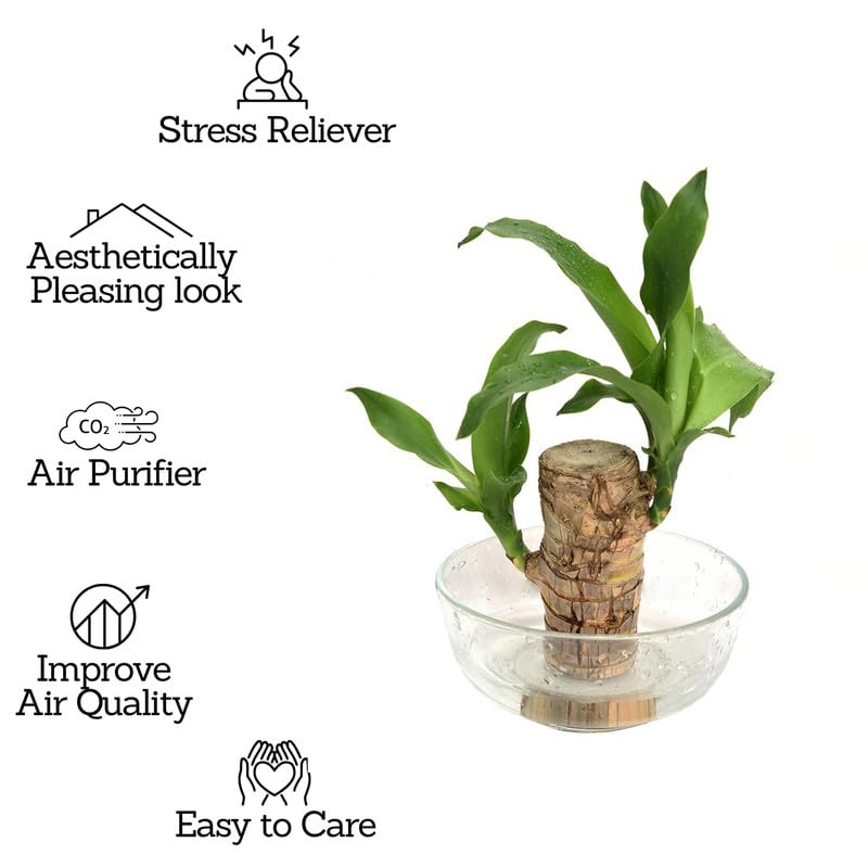 Brazilian Lucky Bamboo Live Plant | Good Luck Plant | Lucky Brazil Wood Plant | Healthy Indoor Feng Shui Plant For Home Decor and Office ( Buy 1 Get 1 Free)