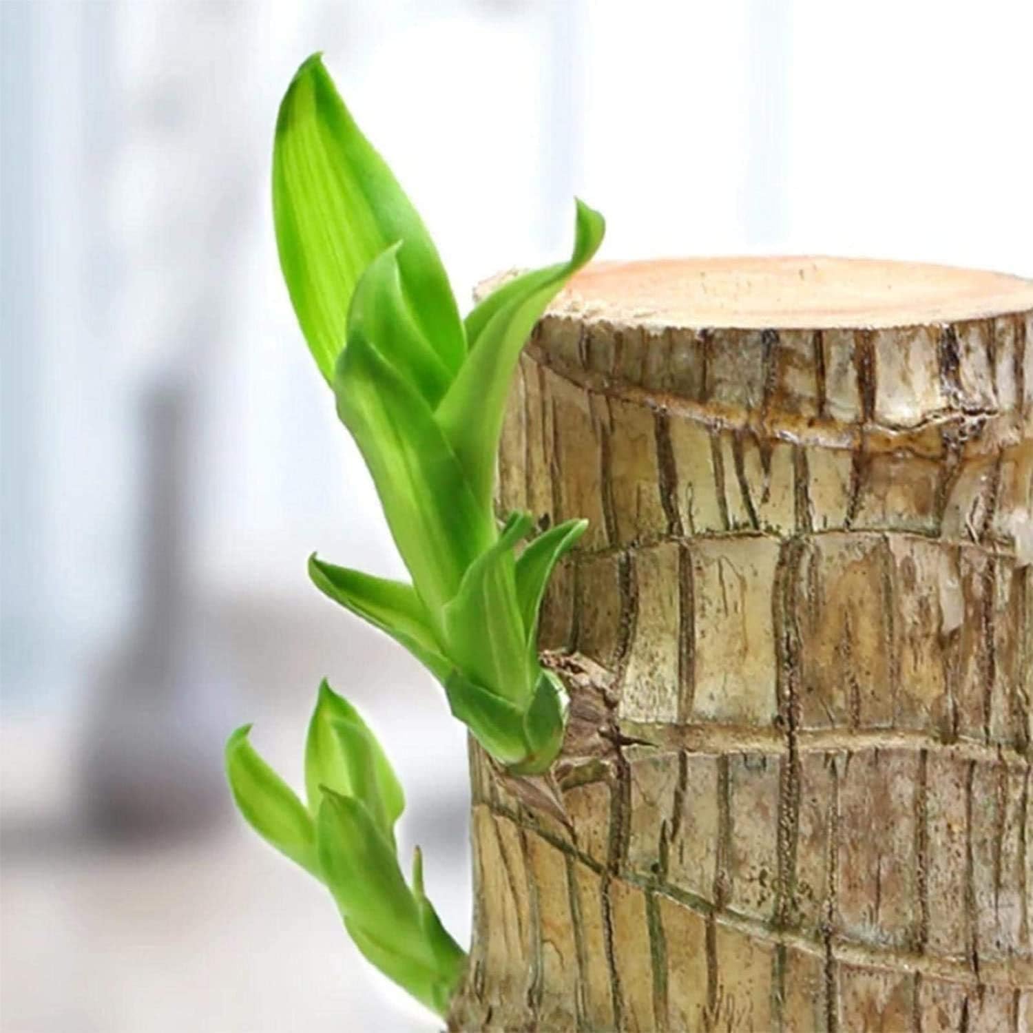 Brazilian Lucky Bamboo Live Plant | Good Luck Plant | Lucky Brazil Wood Plant | Healthy Indoor Feng Shui Plant For Home Decor and Office ( Buy 1 Get 1 Free)