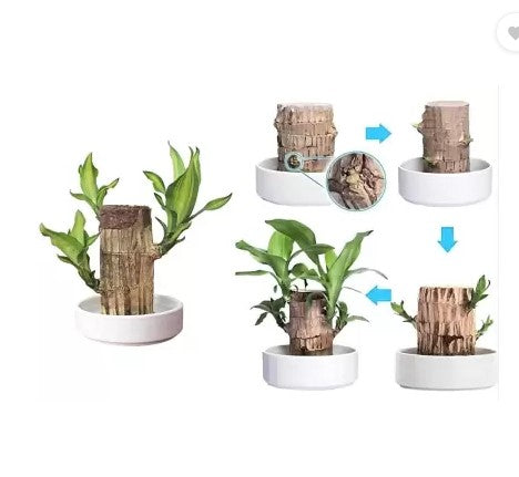 Brazilian Lucky Bamboo Live Plant | Good Luck Plant | Lucky Brazil Wood Plant | Healthy Indoor Feng Shui Plant For Home Decor and Office ( Buy 1 Get 1 Free)